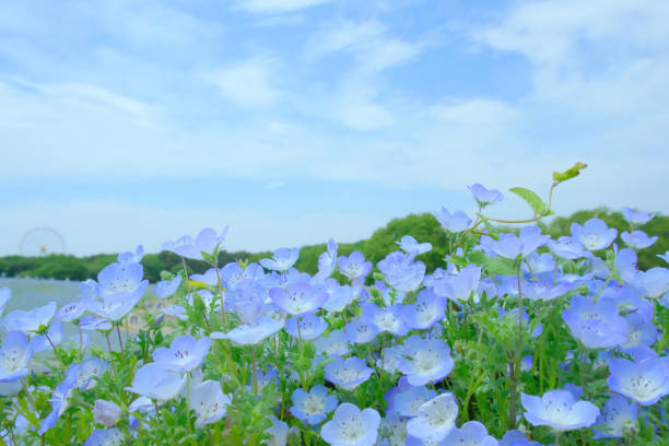 7,800+ Flower Of Nemophila Stock Photos, Pictures & Royalty-Free