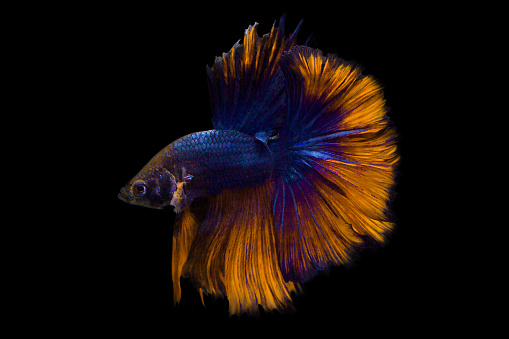image of betta fish isolated on black background action moving moment of Yellow Blue Rose Tail Betta Siamese Fighting Fish
