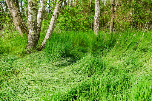 depressed fresh green grass after rain with trees in a forest in spring