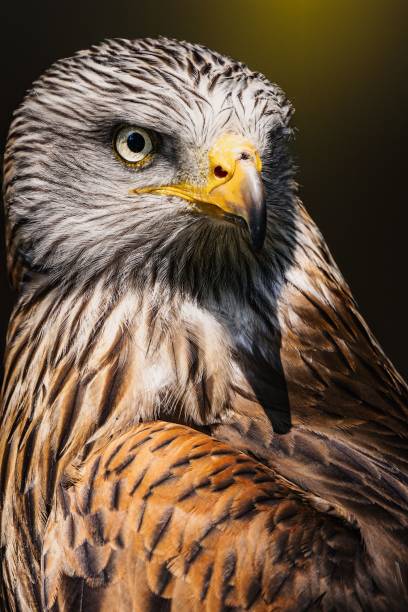 istock Majestic Red kite bird perches atop a dark surface 1557305990