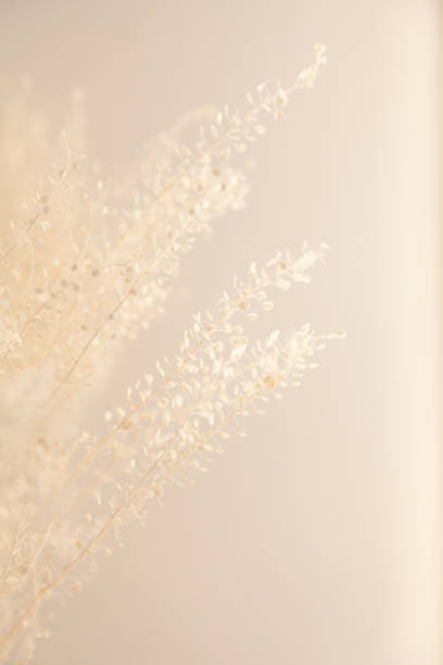 istock Sprigs of grass on a blurred background 1557306501