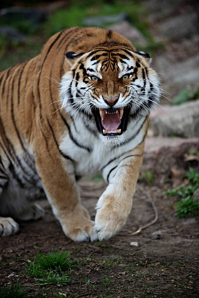 Angry Tiger Stock Photo - Download Image Now - Tiger, Anger, Animals  Hunting - iStock