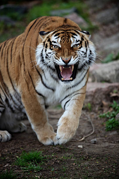 Angry tiger stock photo