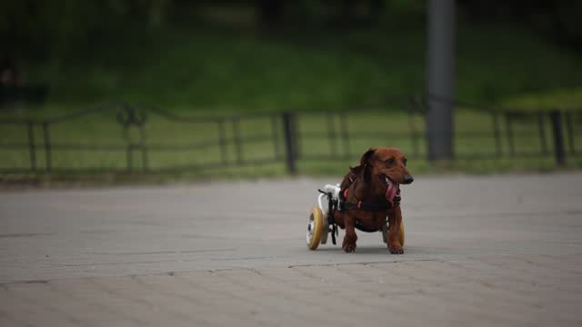 Handicapped dachshund in a wheelchair running fast outdoors. Active paralysed pet living a happy life
