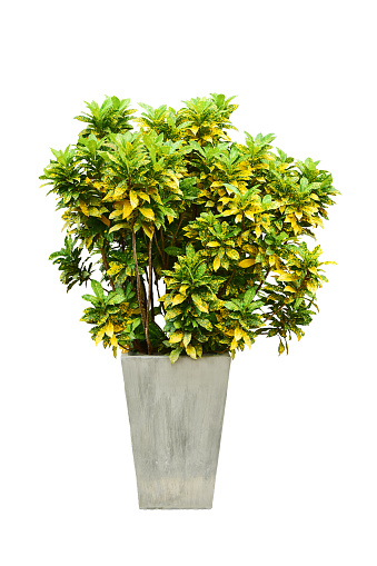 Garden Croton Tree In Pot Concrete Isolated On White Background.