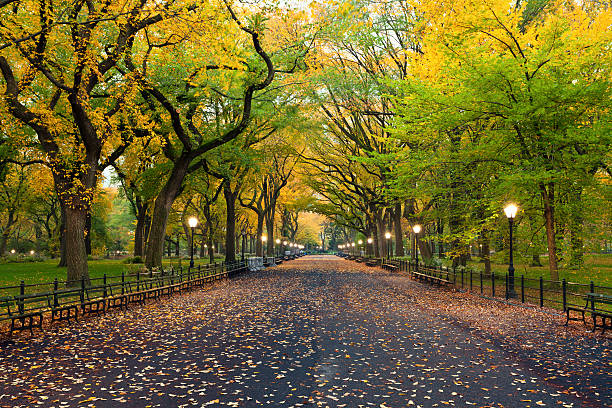 Central Park. Image of  The Mall area in Central Park, New York City, USA at autumn. central park manhattan stock pictures, royalty-free photos & images