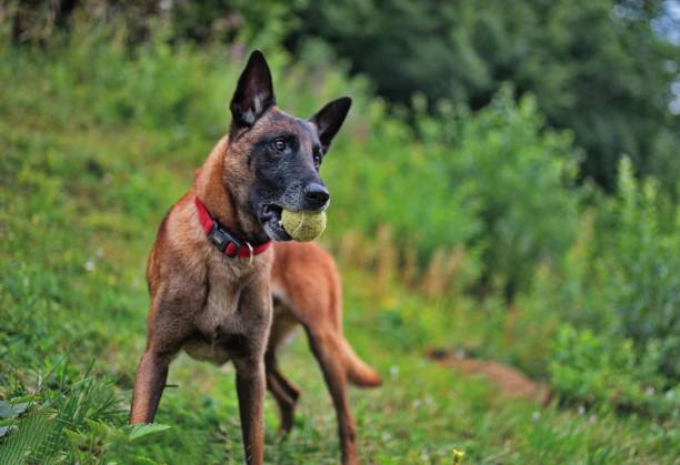 Portrait of Belgian Malinois holding a tennis ball in her teeth