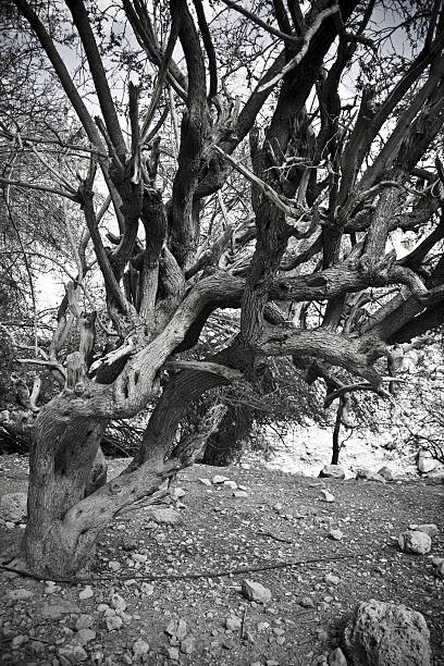 Desert Trees stock photo