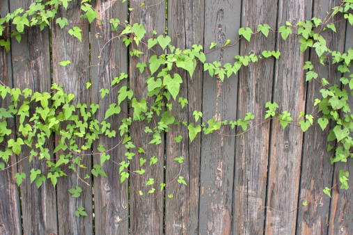 Ivy spreads and grows across an old, weathered wooden fence.