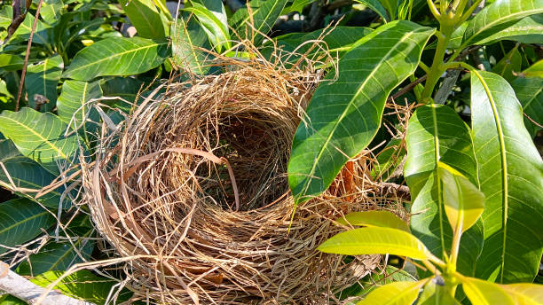 istock Empty bird's nests naturally from dry grass straw 1557333540
