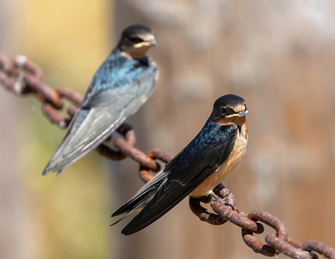 Barn Swallow Fledglings Perched on Chain-link. Palo Alto Baylands, Santa Clara County, California.