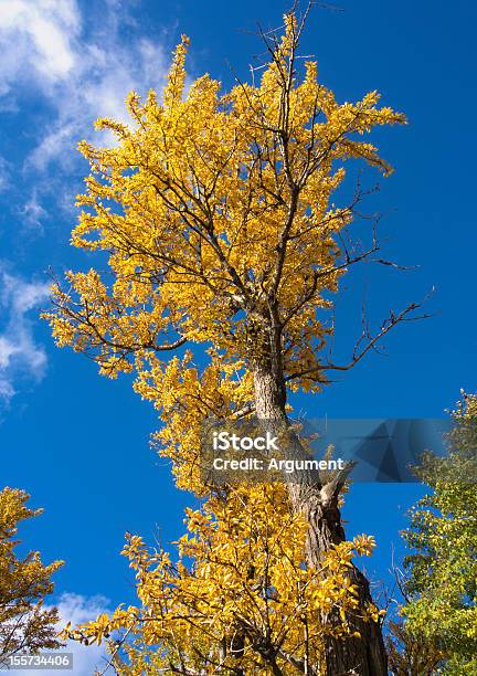 秋黄色 Poplar - ポプラの木のストックフォトや画像を多数ご用意 - ポプラの木, 人物なし, 写真