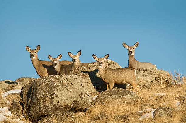 Mule Deer herd on rocky ridge in sunshine stock photo