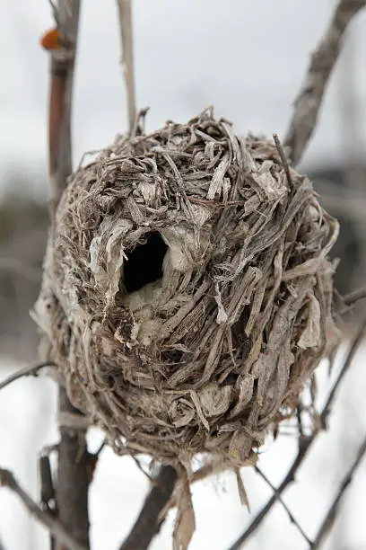 The Marsh Wren (Cistothorus palustris) is a small North American songbird. The nest is an oval lump attached to marsh vegetation, entered from the side.