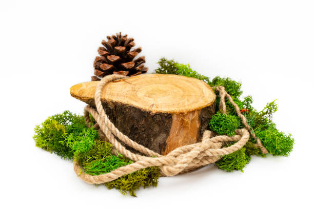 Tree trunk cross section with jute rope, lichen and a pine cone, setting for product display, isolated on white background