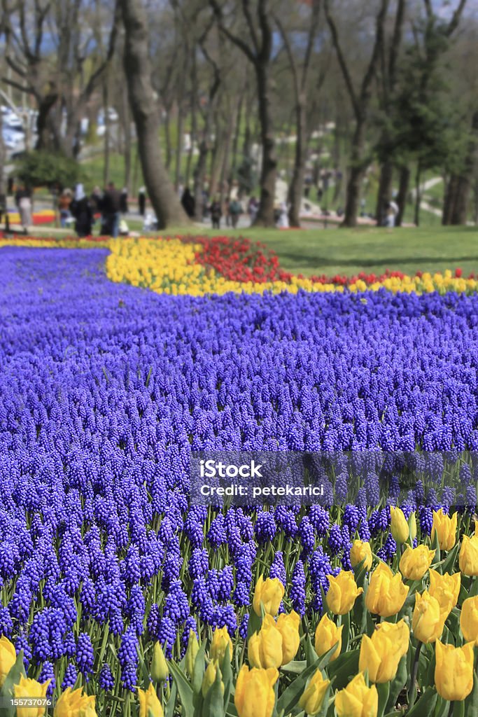 Tulipa と Bluebells - アウトフォーカスのロイヤリティフリーストックフォト