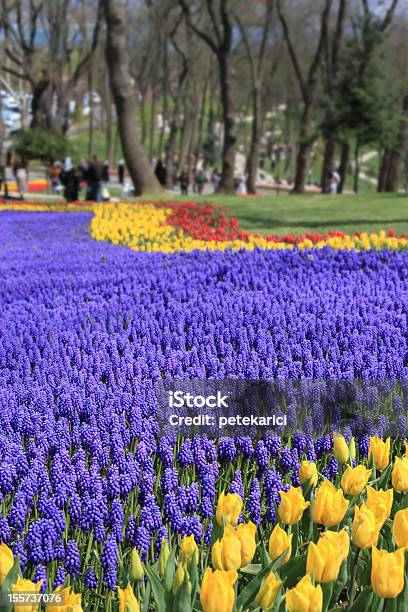 Tulipa と Bluebells - アウトフォーカスのストックフォトや画像を多数ご用意 - アウトフォーカス, カラフル, キューケンホフ公園
