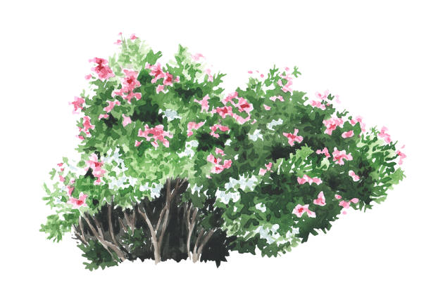 istock Southern oleander  shrub with pink and white flowers. An element of tropical nature. Hand drawn watercolor illustration isolated on white background 1557372423