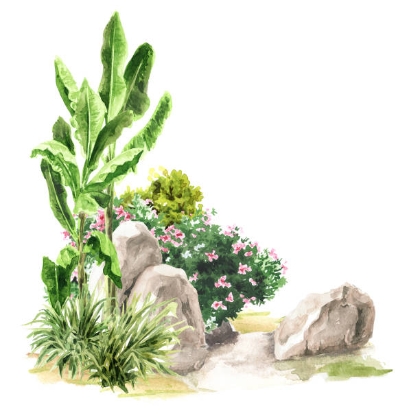 istock Stones and tropical plants on the sand. Landscape design element.  Hand drawn watercolor illustration isolated on white background 1557373958