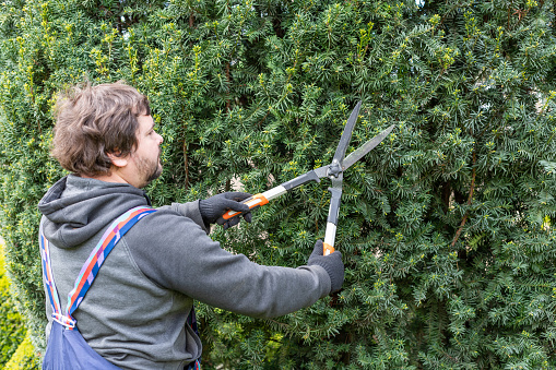 Man gardener in protective clothes and gloves with garden shears, scissors or secateurs cutting a hedge in the garden. Trimming arborvitae hedge. Close-up.