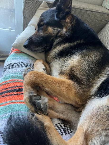 istock German shepherd sleeping cozy on the sofa couch 1557382431