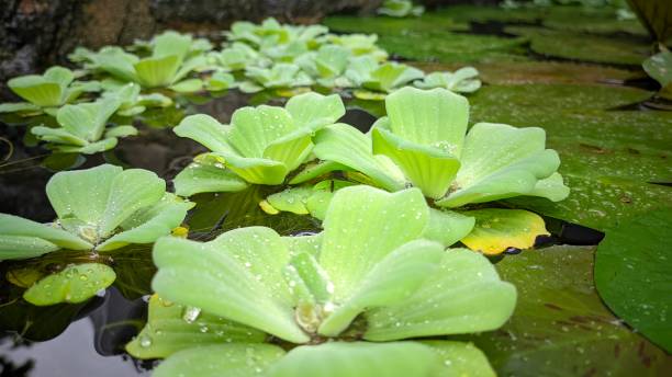 istock Floating Plants above the surface of the pond water 1557385139