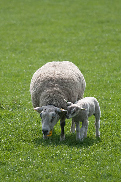 Malutki lamb i owce – zdjęcie