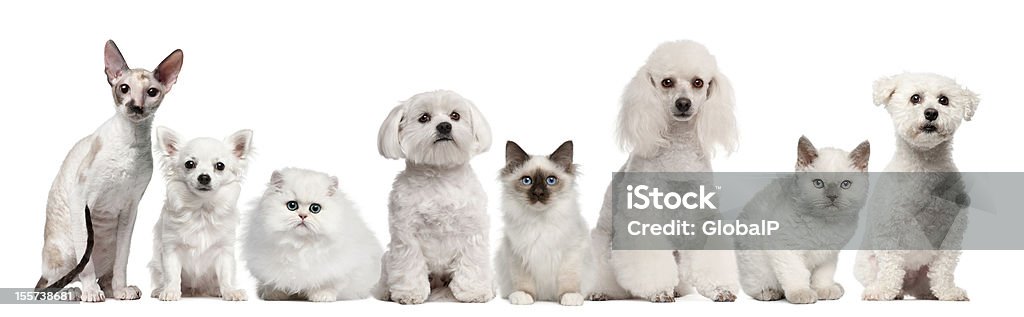 Gruppe von Hunden und Katzen sitzen - Lizenzfrei Blick in die Kamera Stock-Foto