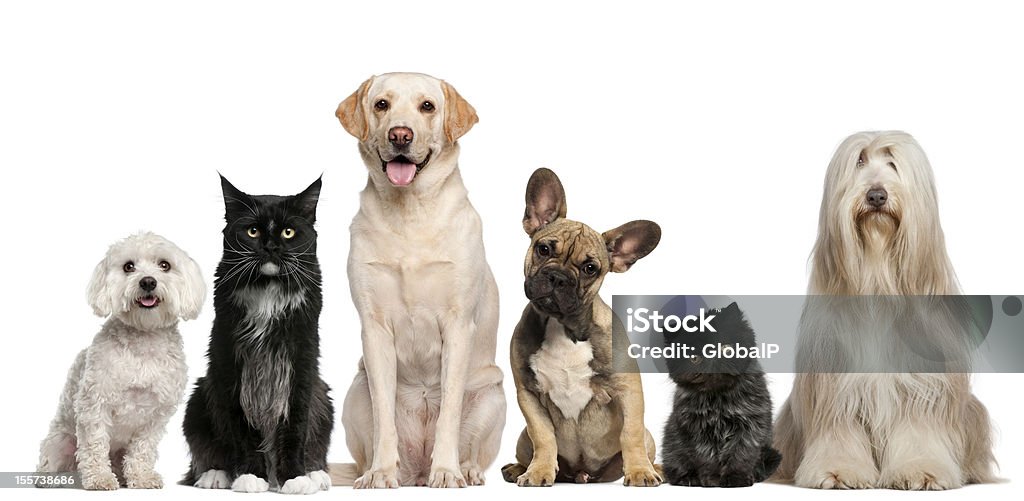 Grupo de perros y gatos sentado - Foto de stock de Gato doméstico libre de derechos
