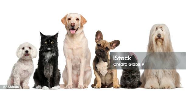 Grupo De Perros Y Gatos Sentado Foto de stock y más banco de imágenes de Gato doméstico - Gato doméstico, Perro, Fondo blanco