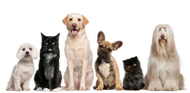 groupe de chiens et de chats assis - dog domestic cat pets group of animals photos et images de collection