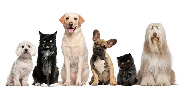 Group of dogs and cats sitting Group of dogs and cats sitting in front of white background medium group of animals stock pictures, royalty-free photos & images
