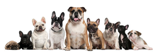 istock Group of Bulldogs and one Pug 155738690