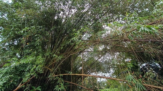 Asian Tropical Forest filled with dense bamboo trees