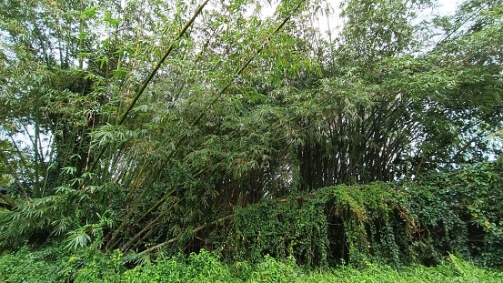 Asian Tropical Forest filled with dense bamboo trees