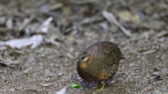 Partridge bird : adult Scaly-breasted partridge (Tropicoperdix chloropus) also known as Green-legged partridge or Green-legged hill-partridge.