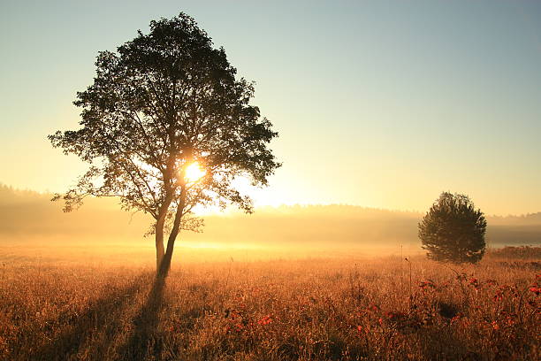 istock Autumn foggy morning 155740081