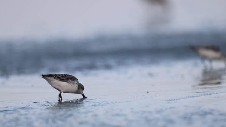 Sea bird : adult Spoon-billed sandpiper (Calidris pygmaea).