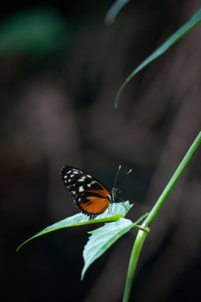 istock African Monarch Butterfly on Leaf 1557408276