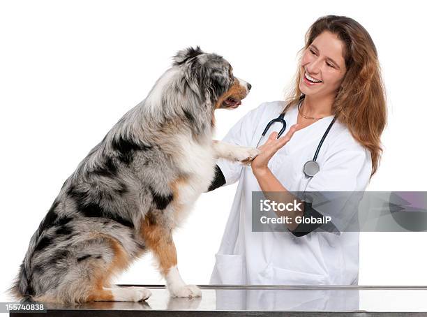 Australian Shepherd Gibt Seine Pfote Auf Ein Tierarzt Stockfoto und mehr Bilder von Tierarzt