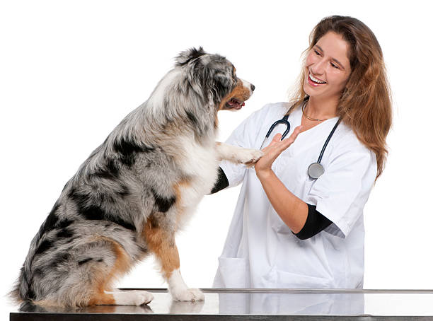 istock Australian Shepherd giving its paw to a vet 155740838