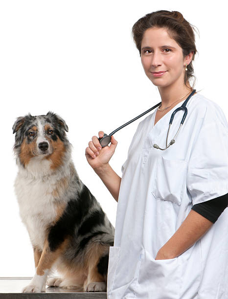 istock Vet standing next to an Australian Shepherd 155740874