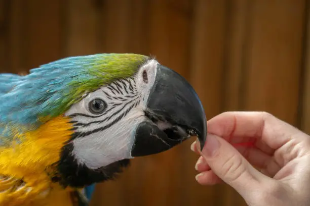Person Hand Feeding Young Blue and Yellow Macaw Seeds