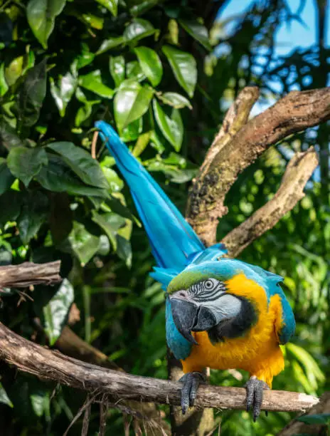 A curious Blue and Yellow Macaw on  the Branch of a Tree