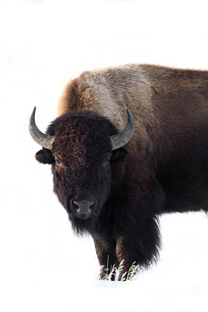 istock Isolated Winter Bison in the Tetons 155742316