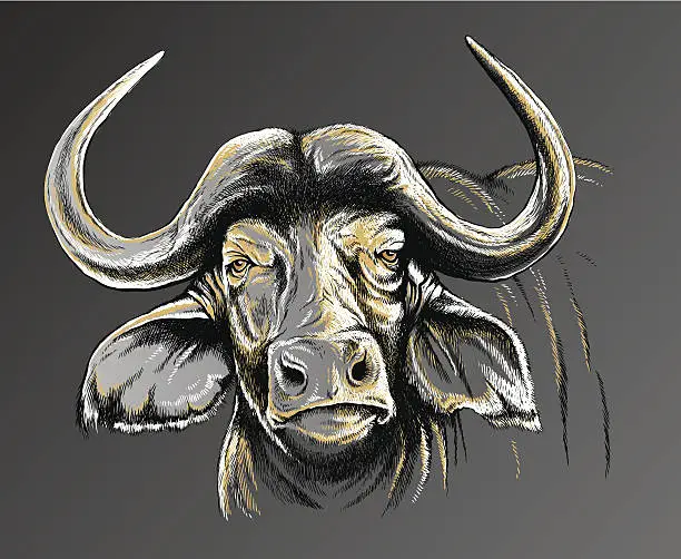 Vector illustration of Sketch of an African Buffalo's face