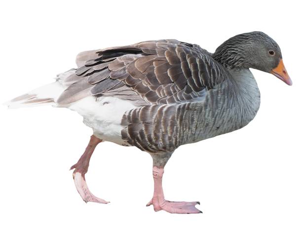 goose stands on a black background