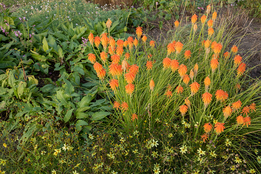 Orange flowers blooming in the autumn garden