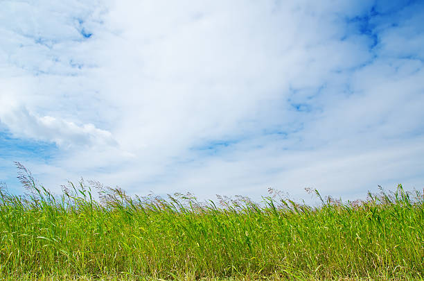 istock field with green Sudan grass 155742859