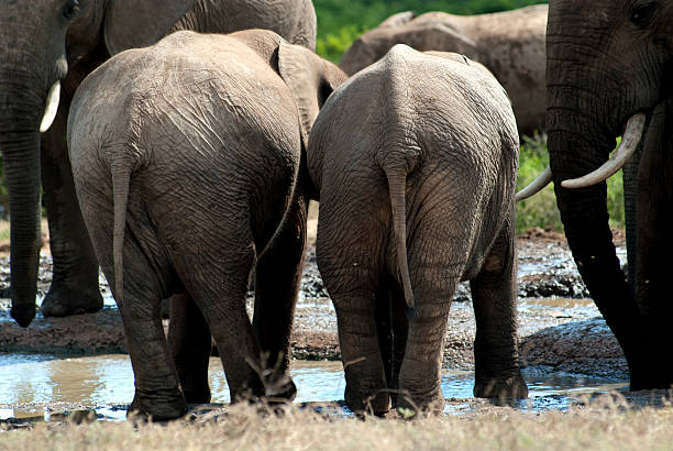 Baby elephant bottoms stock photo